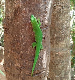 Nosy komba