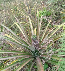 Ananas