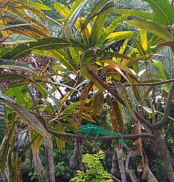 Kameleon