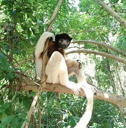 Sifaka (Nosy Antsôha)
