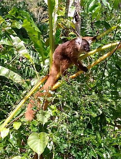 Lemur makako (Nosy Komba)