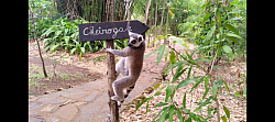 Lemur kata (Lemuria Land)
