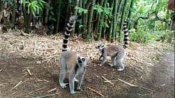 Lemur kata (król Julian)