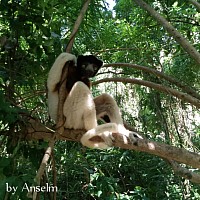 Nosy Antsôha