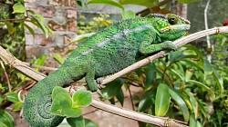 Kameleon
