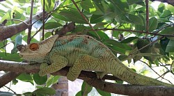 Kameleon (Lemuria Land)