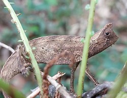 Brookesia micra (Rezerwat Lokobe) Najmniejszy kameleon na świecie