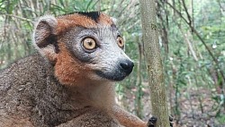 Lemuria Land (Nosy be)